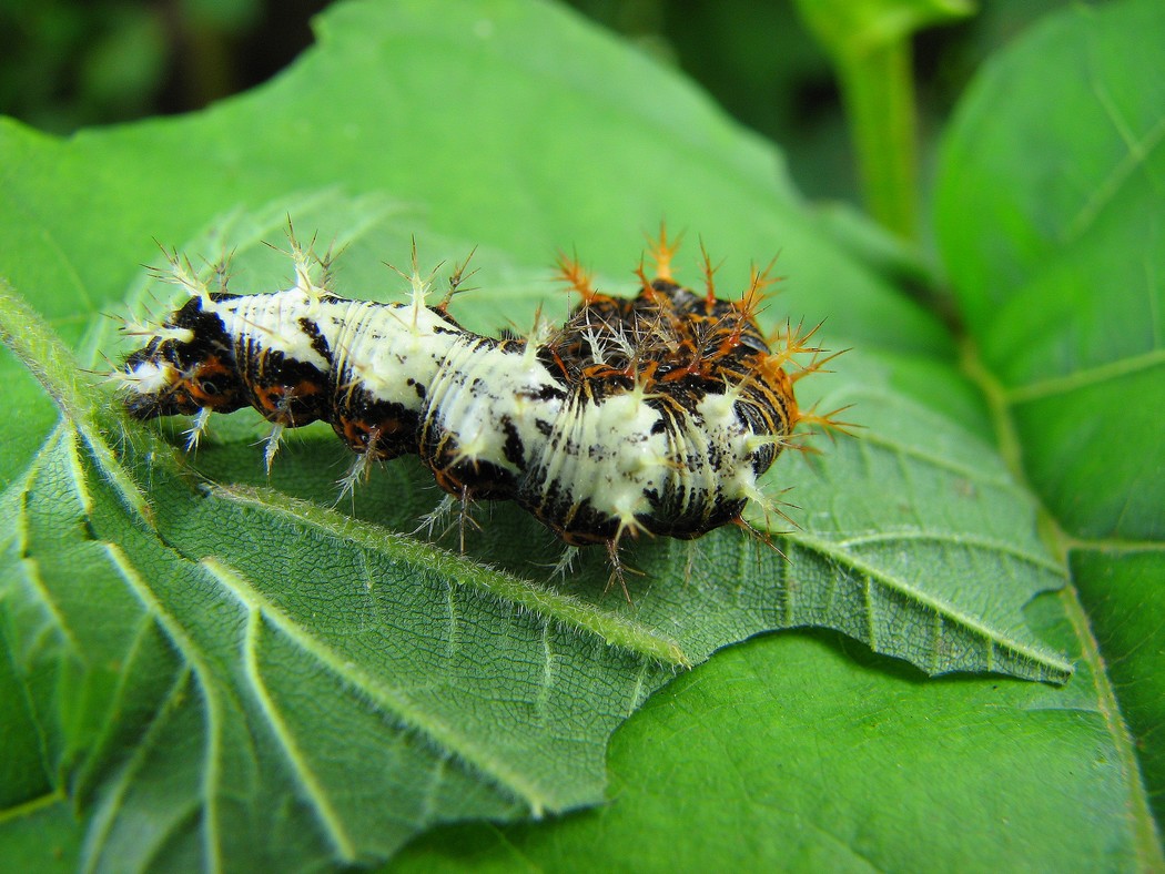 Lepidotteri da identificare nel Parco del Ticino
